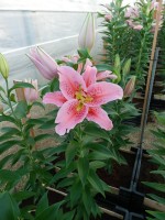 [4310 Gran Design GA No101.JPG]